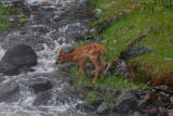 Elk Fawn