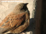 moroccan sparrow