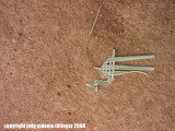 discarded camel