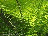 greenery in the red city: jardin majorelle