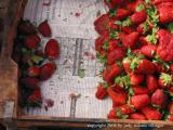 strawberries, marrakech