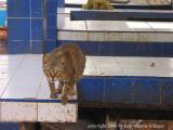 fish market cat protecting her territory