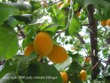 apricot season