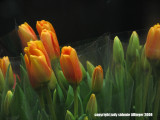 1.30.08 tulips