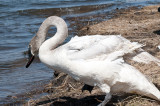 Swan8-1058.jpg