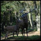 Cerf et Biche