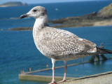 Mouette ... oups ... Goeland juvnile