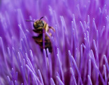 abeille artichaud