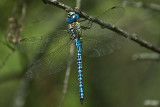 Blue dragonfly