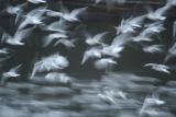 mouettes-en-vol.jpg