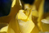 Rose du matin