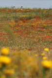 Fleurs sauvages