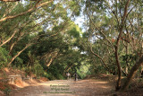 Walking under the trees