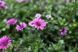 Snapshot of flowers