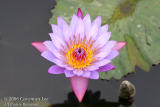 Lotus in Wetland Park