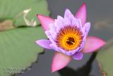 Water Lily in Wetland Park