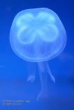 Jelly Fish in blue