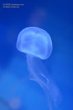 Jellyfish again