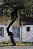 Tree, Sultanahmet #1201