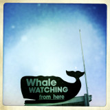 Whale Watch