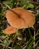 1576 Mushrooms.jpg