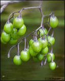 1757 Nightshade Berries.jpg