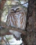 0520 Northern Saw-whet Owl.jpg