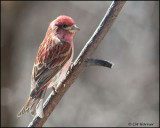 0883 Purple Finch male.jpg