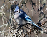 1021 Blue Jay.jpg