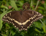 1690 Palamedes Swallowtail.jpg