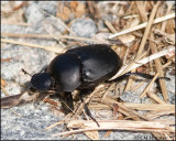 1745 Scarab Beetle Canthon sp.jpg