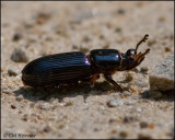1767 Horned Passalus Beetle.jpg