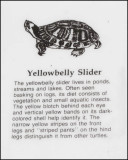 1898 Yellowbelly Slider sign.jpg