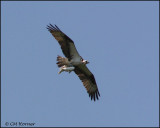 1935 Osprey with fish.jpg