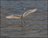 1981 Snowy Egret.jpg