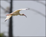 2007 White Ibis.jpg