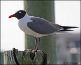 2023 Laughing Gull.jpg