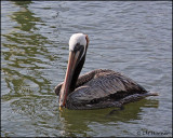2029 Brown Pelican.jpg