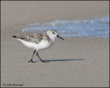 2059 Sanderling.jpg