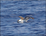 2142 Black-capped Petrel.jpg