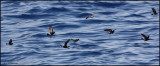 2359 Wilsons Storm-Petrels pattering.jpg