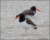 2463 American Oystercatcher.jpg