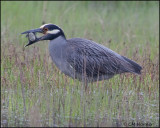 2554 Yellow-crowned Night-Heron trying to eat Northern Diamondback Terrapin