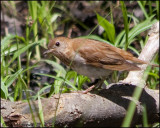 1361 Veery.jpg