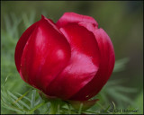 1462 Japanese Peony.jpg