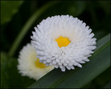 1465 English Daisy
