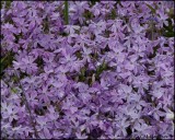 1487 Rock Phlox.jpg