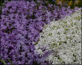 1488 Rock Phlox.jpg