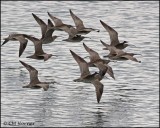 1543 Whimbrel.psd