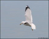 1554 Ring-billed Gull.jpg